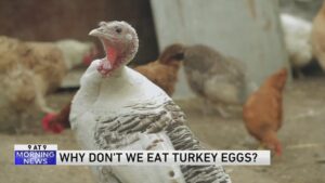 BREAKING NEWS: TURKEY TO GIVE AMERICA 420 MILLION EGGS