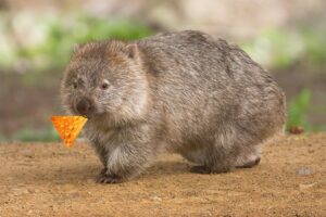 Scientists Discover New Species of Wombat That Only Eats Doritos