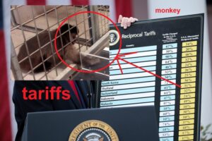 HEARTBREAKING: Rabid Monkey In Charge Of Tariffs Dies