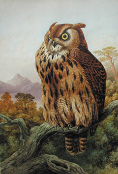 Hooters Owl